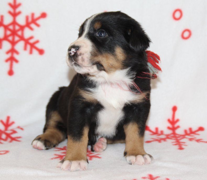 du logis de Sainte Macrine - Chiot disponible  - Grand bouvier suisse