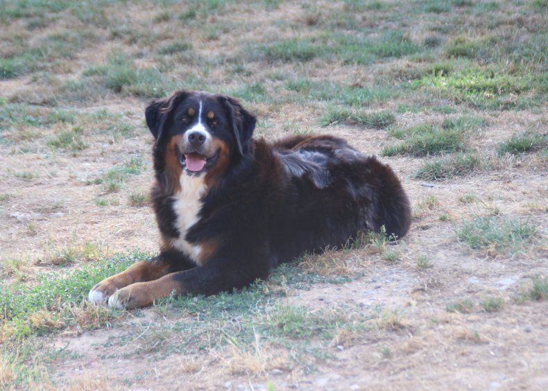 Toupie de la Vallée de l'Hyrome