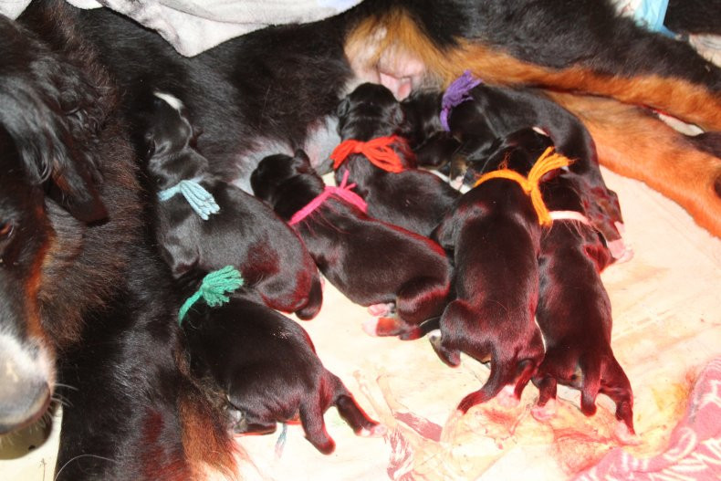 du logis de Sainte Macrine - Les chiots de Toupie sont nés le 16.10.2025, 4 mâles 4 femelles