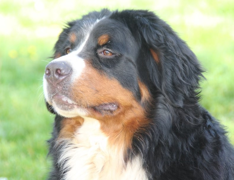 Portée en cours : TAMTAM du logis ste Macrine AA/00 et TZIGUY du pays Maichois AA/00