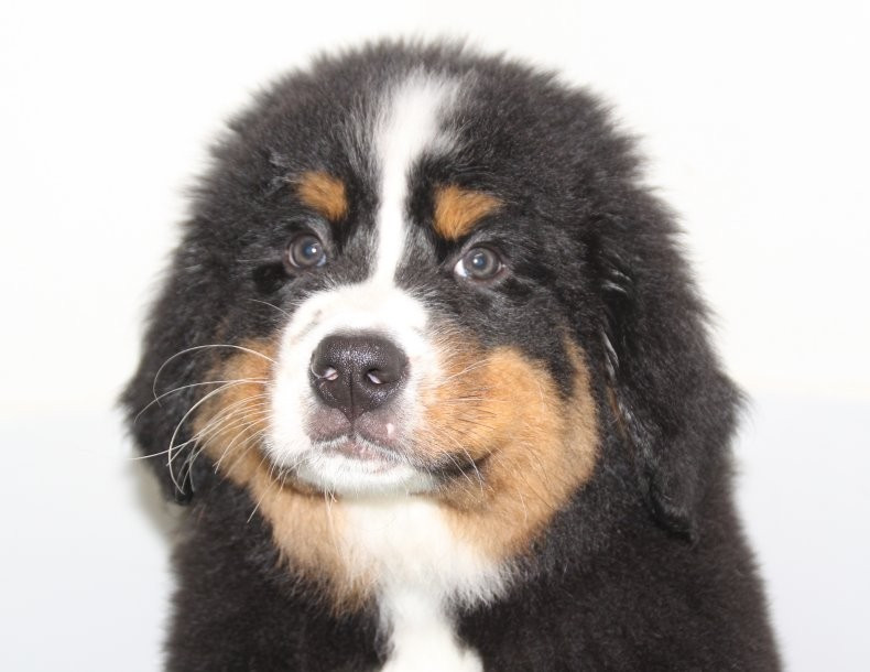 ALBUM départs des chiots