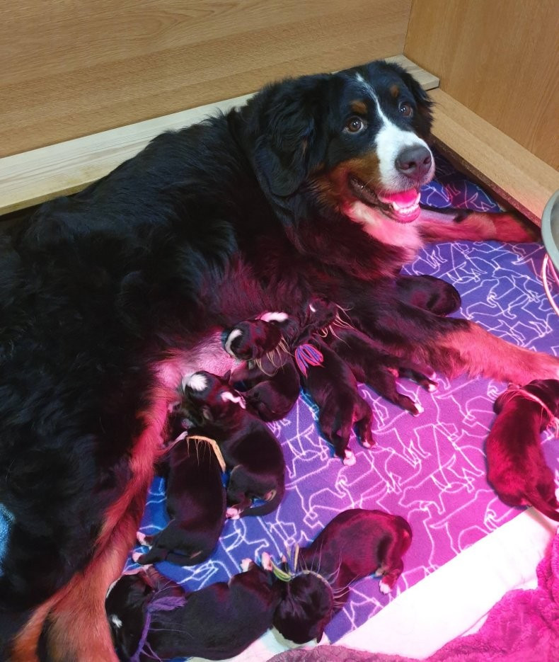 Naissance des chiots de Tam Tam et Tziguy le 11 janvier 2026