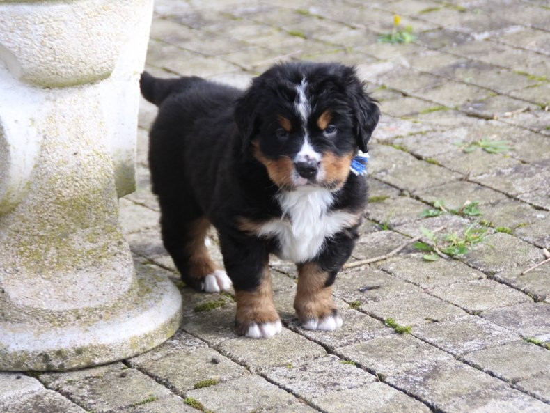chiot mâle bouvier bernois "réservé"