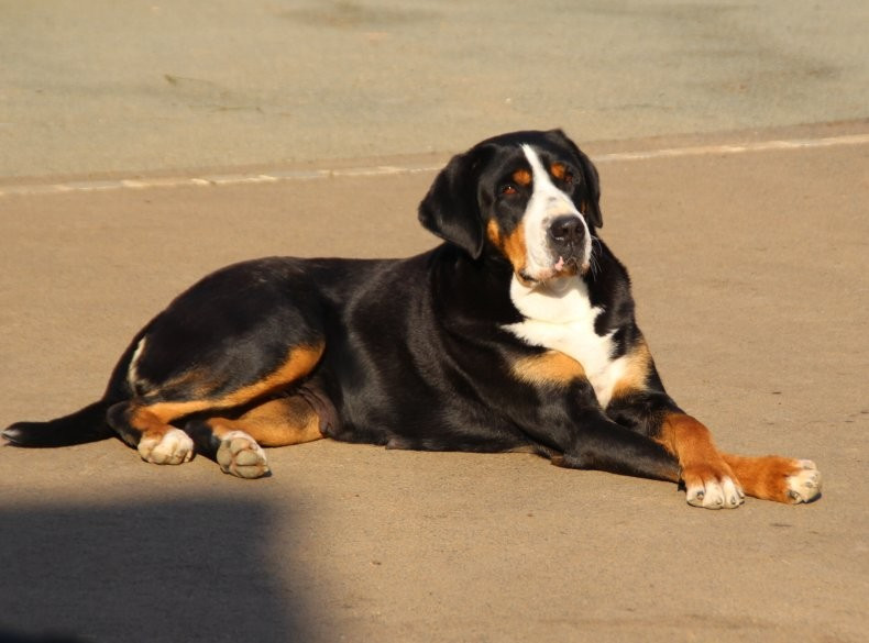 du logis de Sainte Macrine - Portée 2026