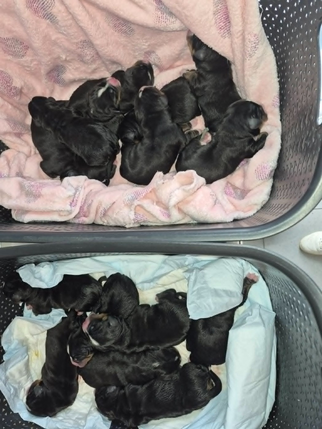 De nouveaux bébés sont nés le 4 juin 2026