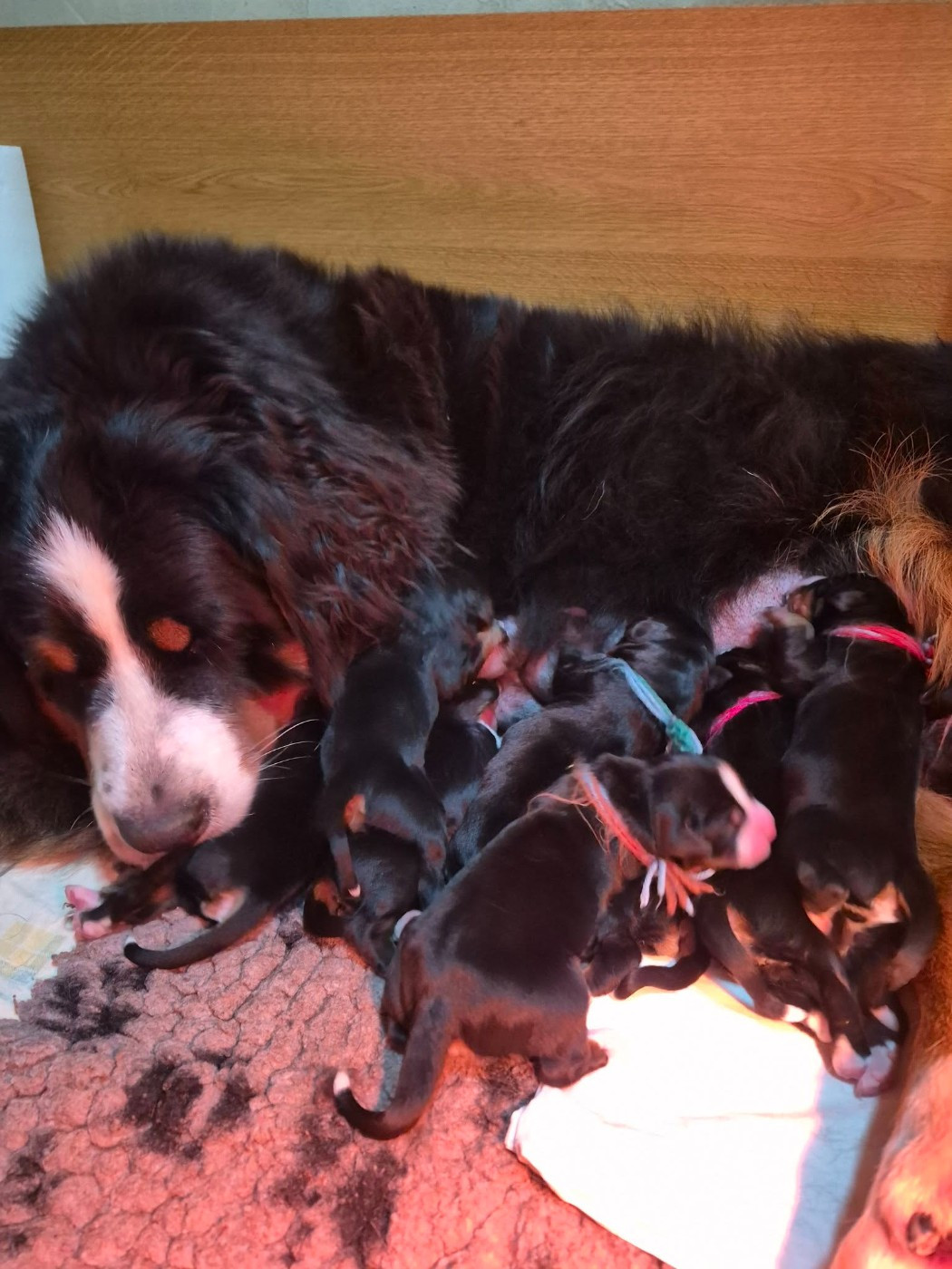 Les chiots de Vitamyn sont nés le 30 juin 2026