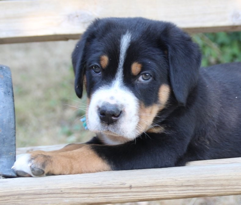 du logis de Sainte Macrine - Plusieurs chiots sont encore disponibles rubriques chiots Grand Bouvier Suisse