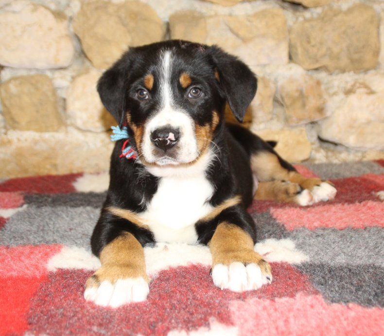 du logis de Sainte Macrine - CHIOTS GRAND BOUVIER SUISSE DISPONIBLES 