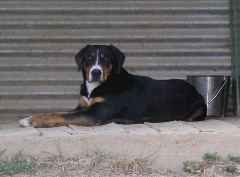 du logis de Sainte Macrine - CHIOTS GRAND BOUVIER SUISSE DISPONIBLES 