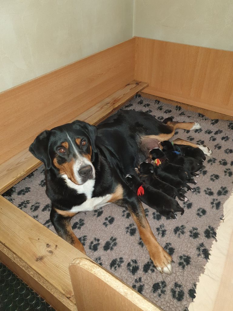 du logis de Sainte Macrine - NAISSANCE CHIOTS GRAND BOUVIER SUISSE    