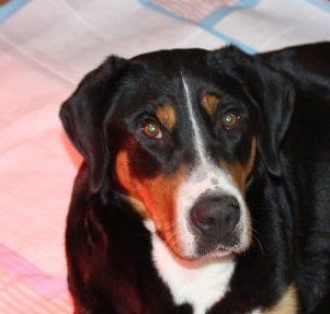 CHIOTS GRAND BOUVIER SUISSE 