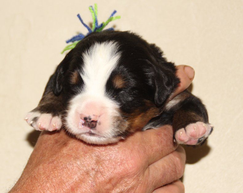 du logis de Sainte Macrine - Chiots disponibles - Bouvier Bernois
