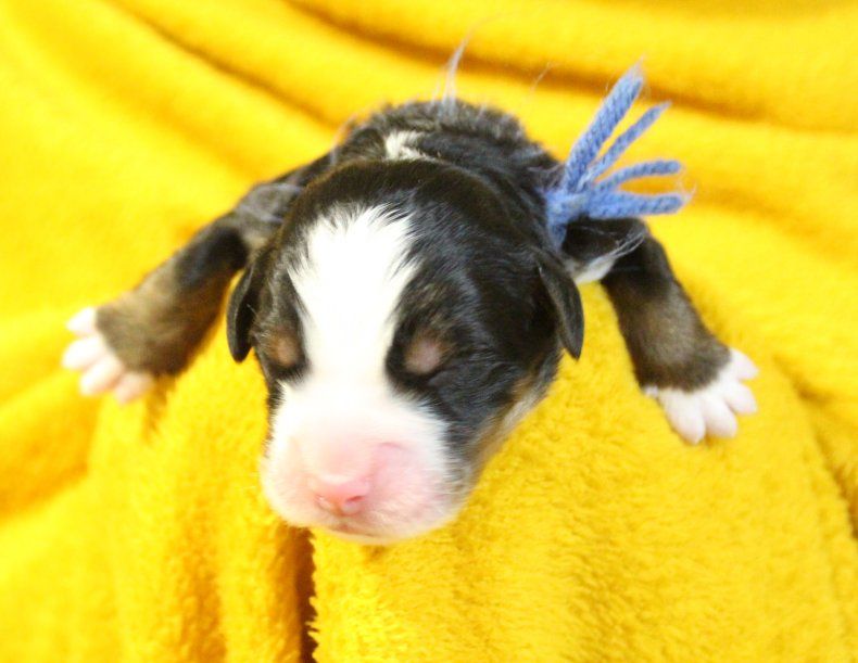 du logis de Sainte Macrine - Chiots disponibles - Bouvier Bernois
