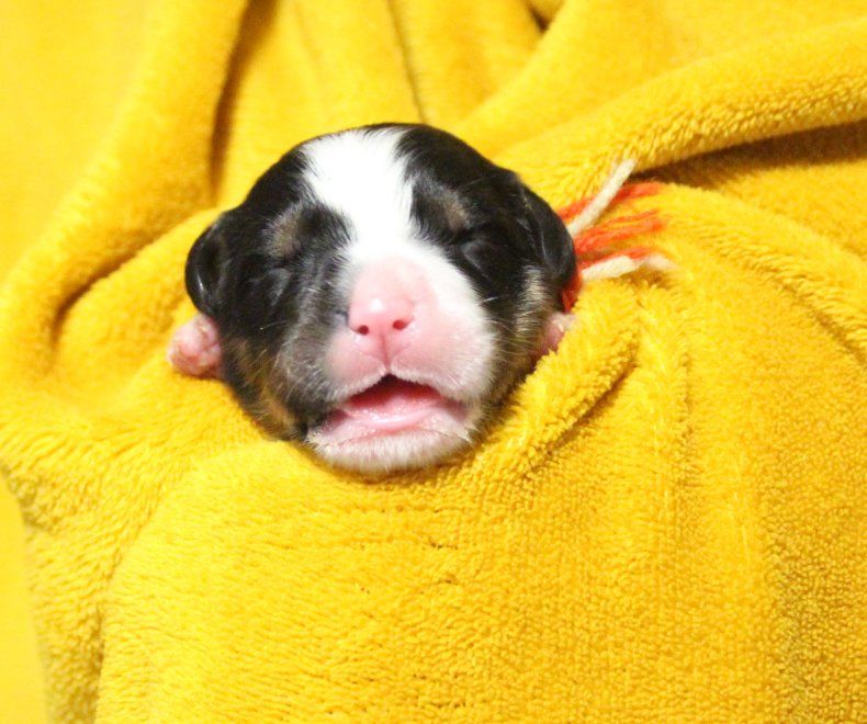 du logis de Sainte Macrine - Chiots disponibles - Bouvier Bernois