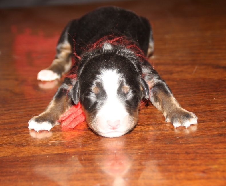 du logis de Sainte Macrine - Chiots disponibles - Bouvier Bernois