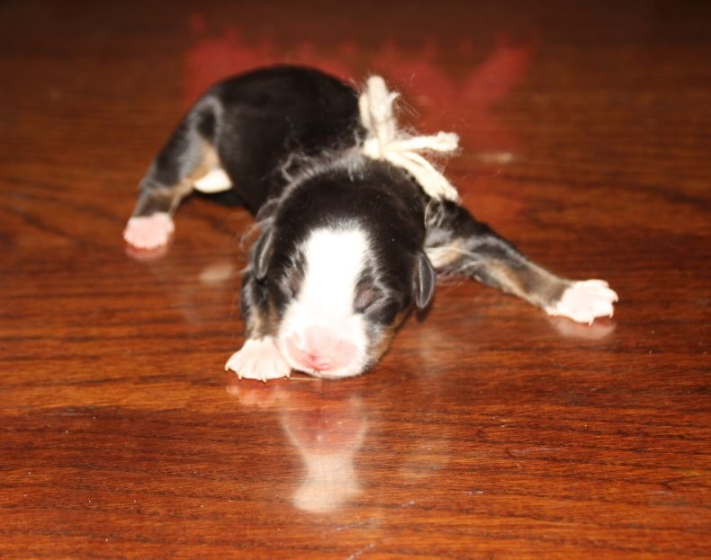du logis de Sainte Macrine - Chiots disponibles - Bouvier Bernois