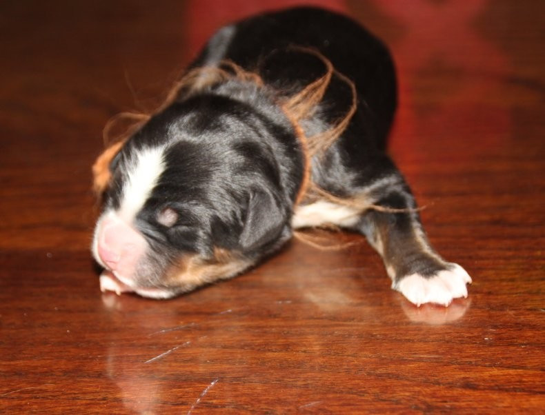 du logis de Sainte Macrine - Chiots disponibles - Bouvier Bernois