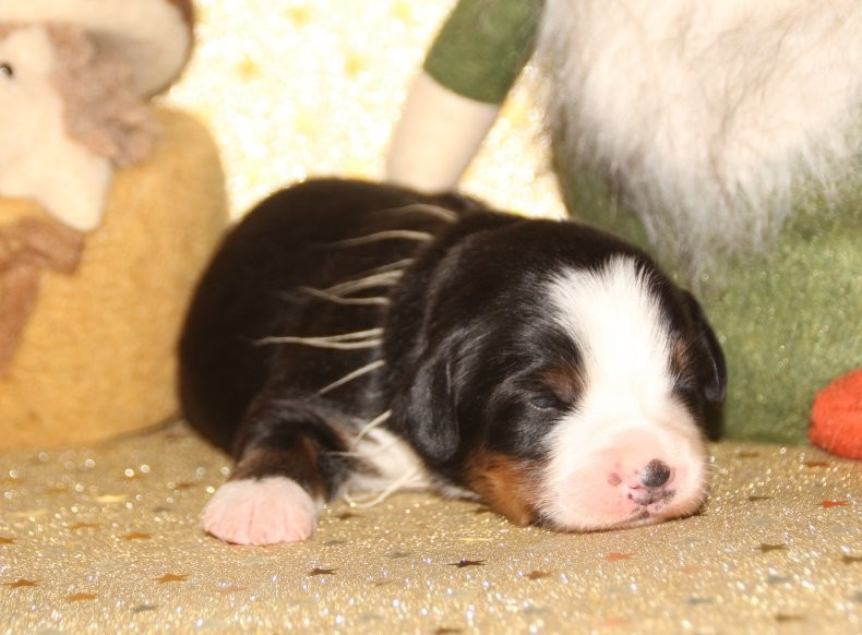 du logis de Sainte Macrine - Chiots disponibles - Bouvier Bernois