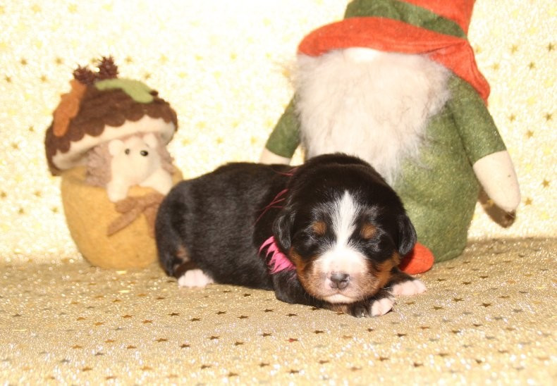 du logis de Sainte Macrine - Chiots disponibles - Bouvier Bernois