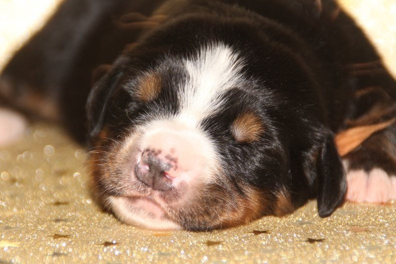 du logis de Sainte Macrine - Chiots disponibles - Bouvier Bernois