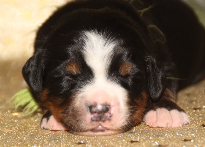 du logis de Sainte Macrine - Chiots disponibles - Bouvier Bernois