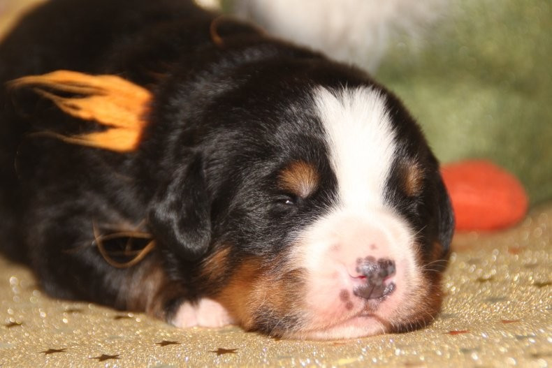 du logis de Sainte Macrine - Chiots disponibles - Bouvier Bernois