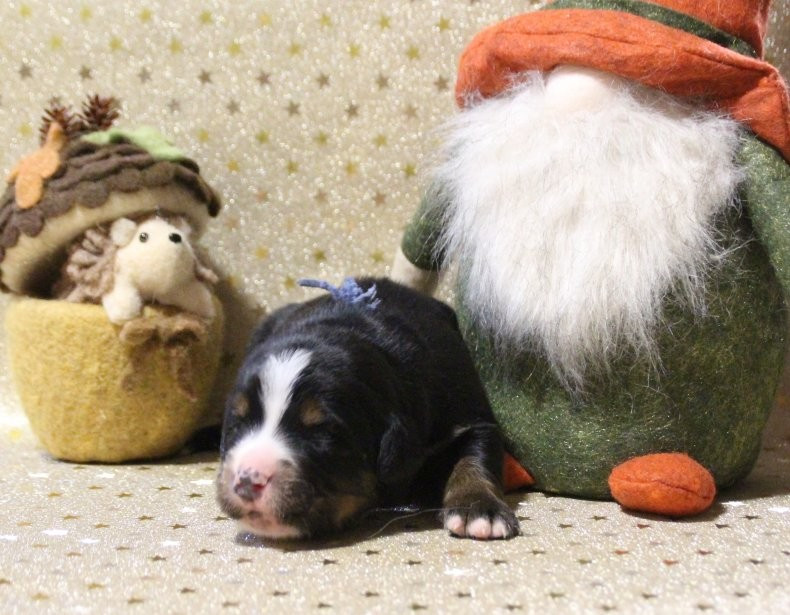 du logis de Sainte Macrine - Chiots disponibles - Bouvier Bernois