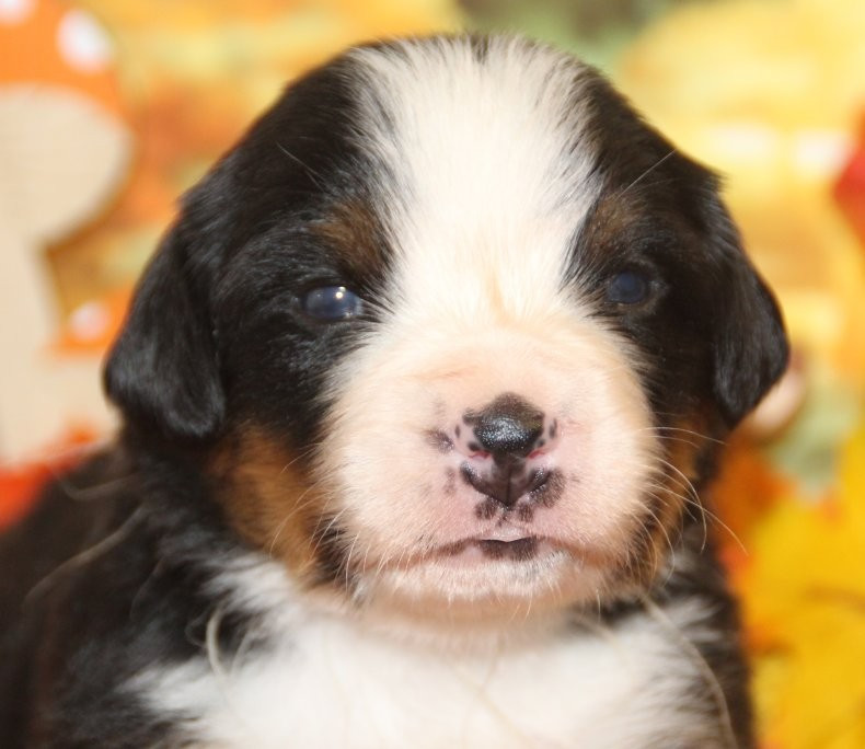 du logis de Sainte Macrine - Chiots disponibles - Bouvier Bernois