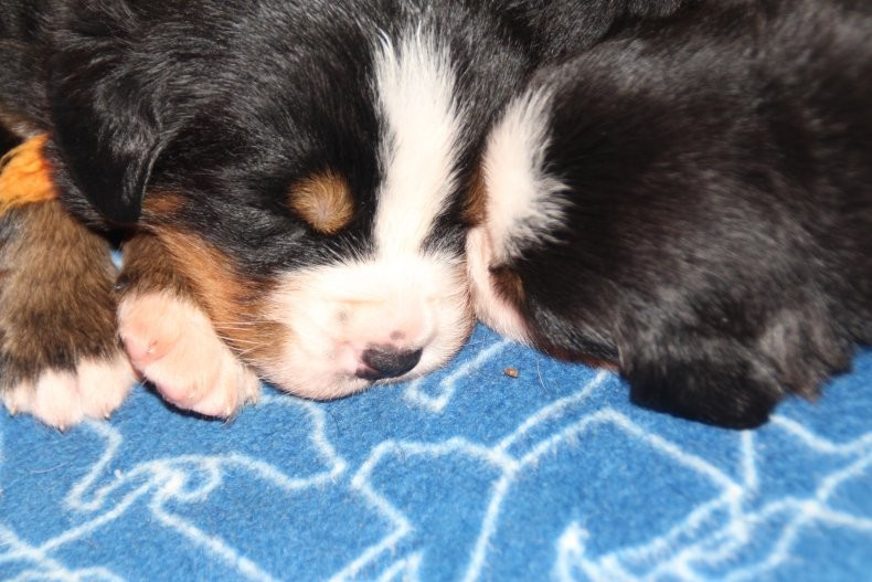 du logis de Sainte Macrine - Bouvier Bernois - Portée née le 16/10/2025