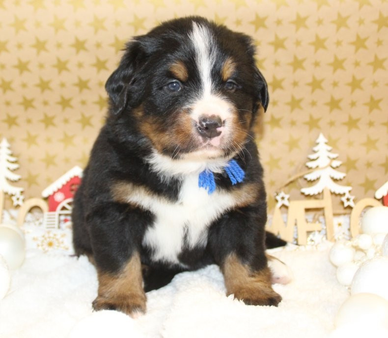 du logis de Sainte Macrine - Chiots disponibles - Bouvier Bernois