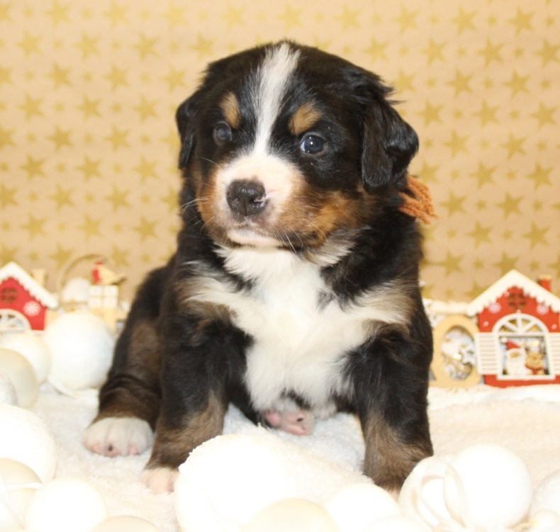 du logis de Sainte Macrine - Chiots disponibles - Bouvier Bernois