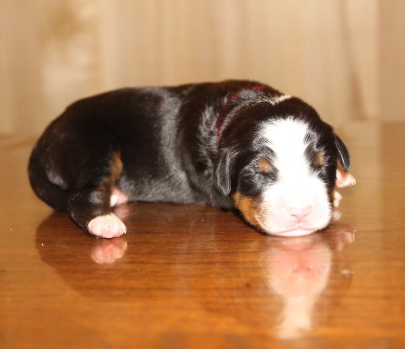 du logis de Sainte Macrine - Chiots disponibles - Bouvier Bernois