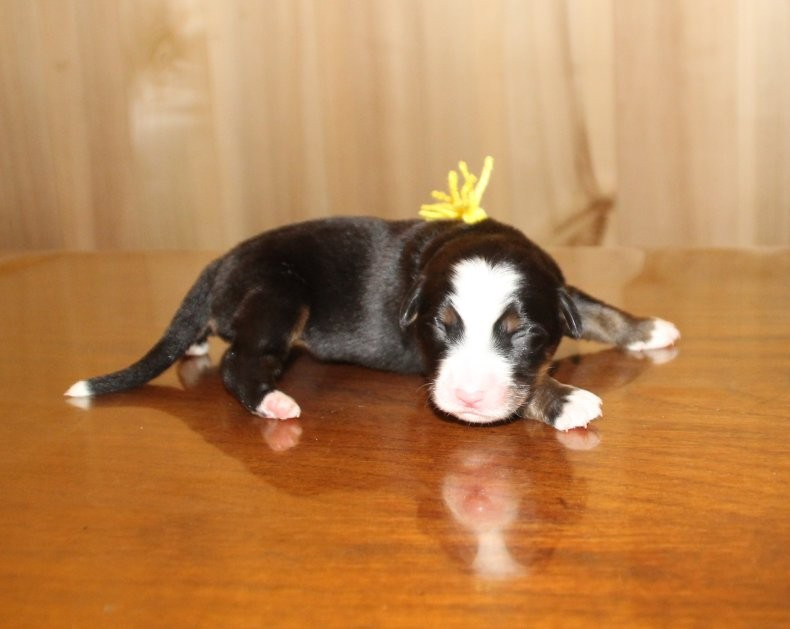 du logis de Sainte Macrine - Chiots disponibles - Bouvier Bernois