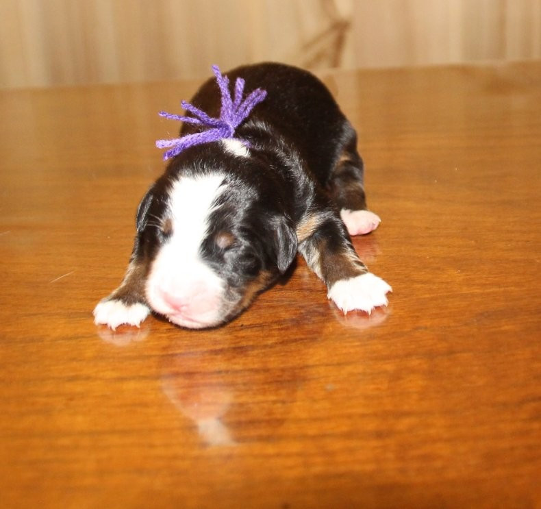 du logis de Sainte Macrine - Chiots disponibles - Bouvier Bernois