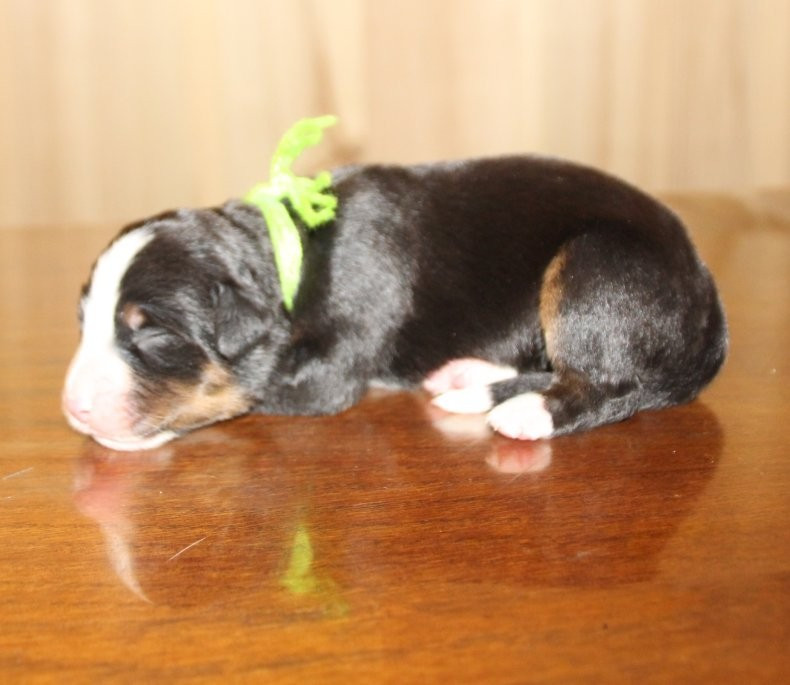 du logis de Sainte Macrine - Chiots disponibles - Bouvier Bernois