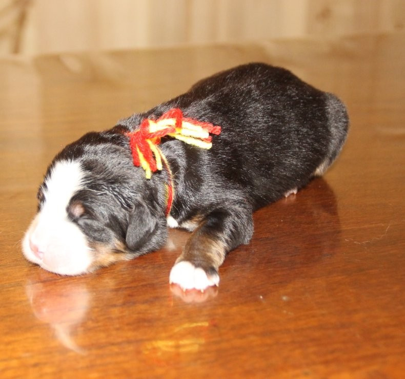 du logis de Sainte Macrine - Chiots disponibles - Bouvier Bernois