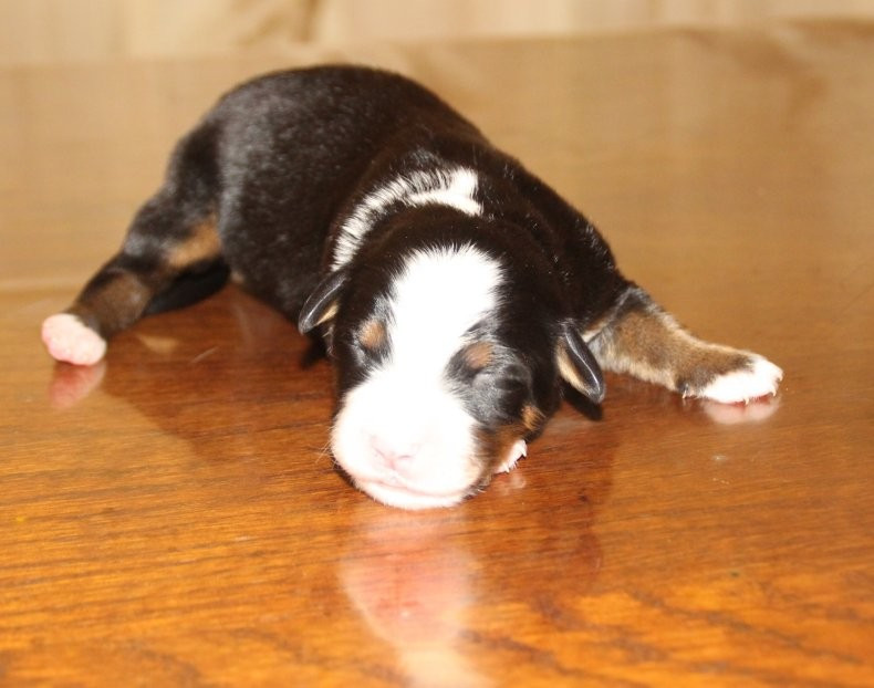 du logis de Sainte Macrine - Chiots disponibles - Bouvier Bernois