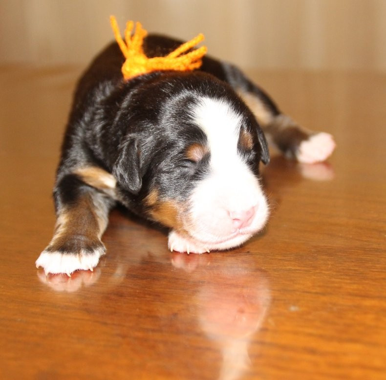 du logis de Sainte Macrine - Chiots disponibles - Bouvier Bernois