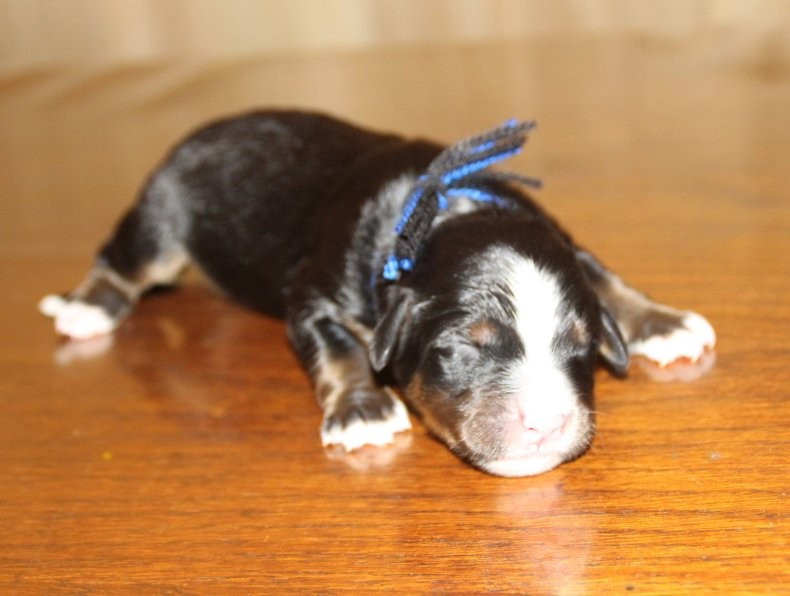 du logis de Sainte Macrine - Chiots disponibles - Bouvier Bernois