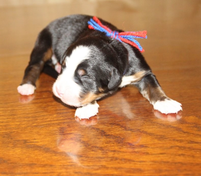 du logis de Sainte Macrine - Chiots disponibles - Bouvier Bernois