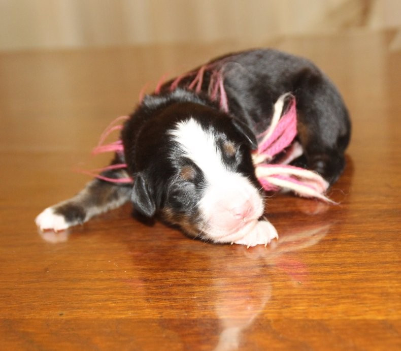 du logis de Sainte Macrine - Chiots disponibles - Bouvier Bernois