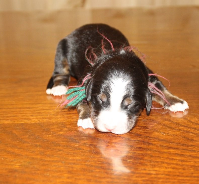 du logis de Sainte Macrine - Chiots disponibles - Bouvier Bernois