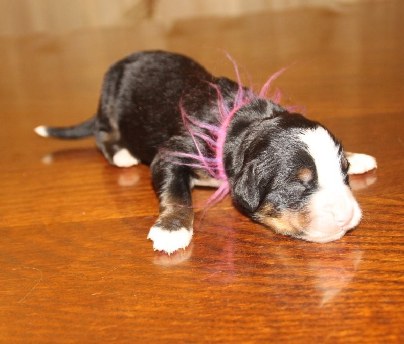 du logis de Sainte Macrine - Chiots disponibles - Bouvier Bernois