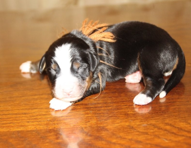 du logis de Sainte Macrine - Chiots disponibles - Bouvier Bernois