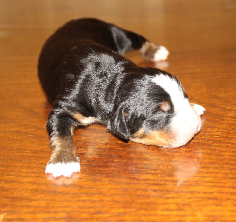 du logis de Sainte Macrine - Chiots disponibles - Bouvier Bernois