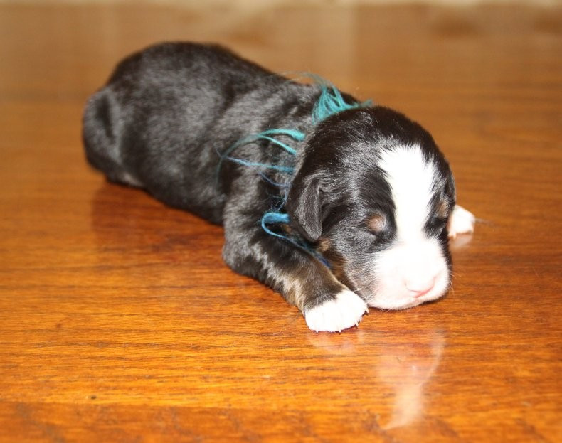 du logis de Sainte Macrine - Chiots disponibles - Bouvier Bernois