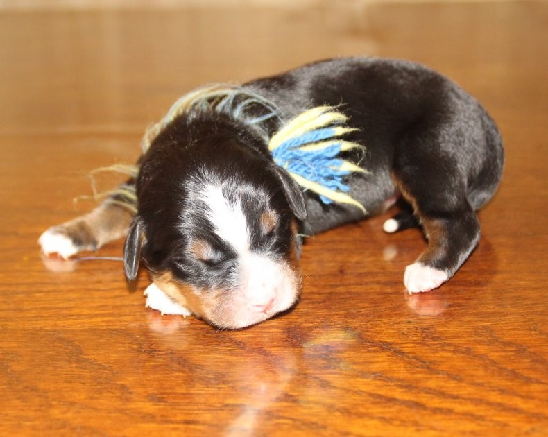 du logis de Sainte Macrine - Chiots disponibles - Bouvier Bernois