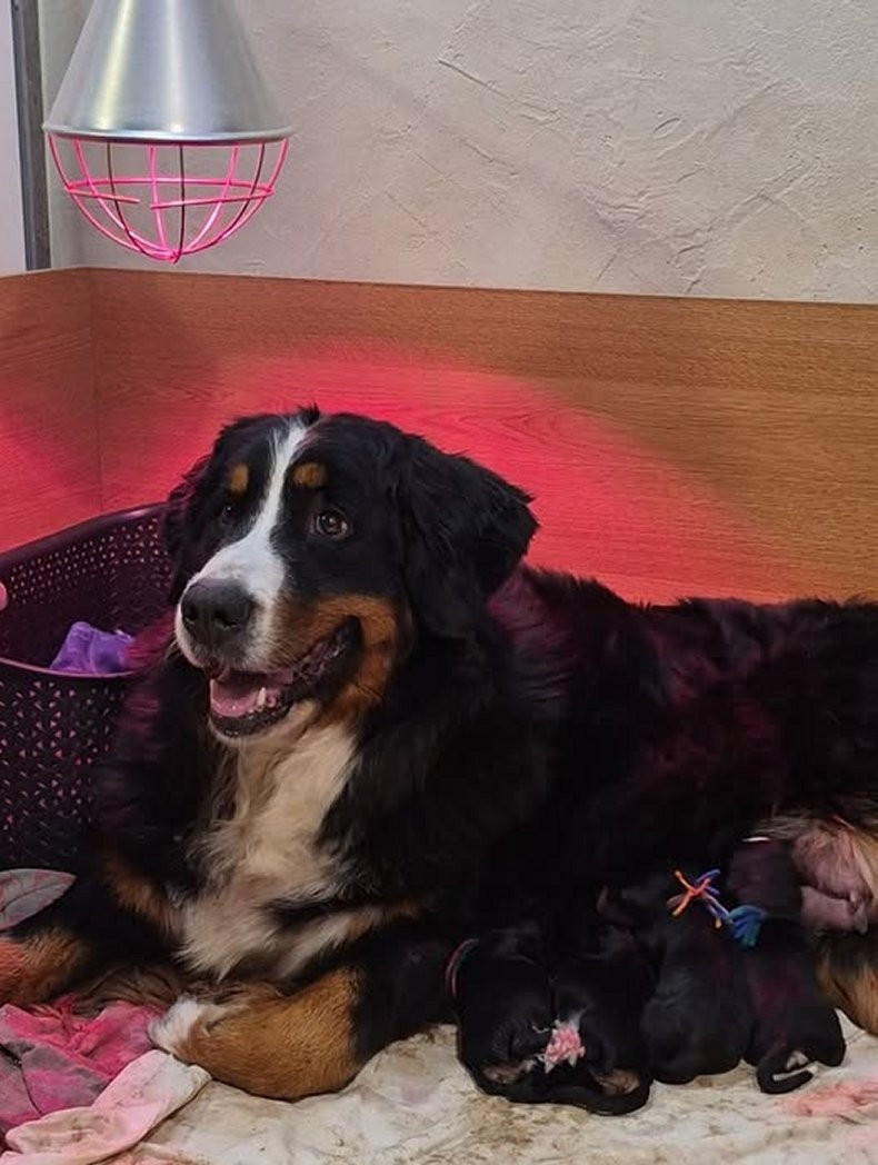 Chiot Bouvier Bernois du logis de Sainte Macrine