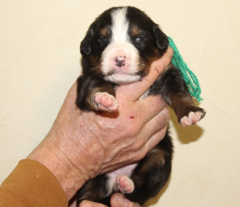 du logis de Sainte Macrine - Chiots disponibles - Bouvier Bernois