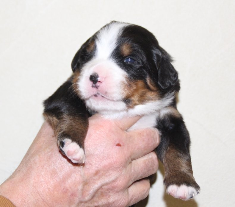 du logis de Sainte Macrine - Chiots disponibles - Bouvier Bernois